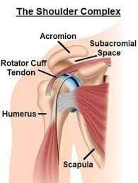 Tennis Elbow_Exercise Physiology Melbourne